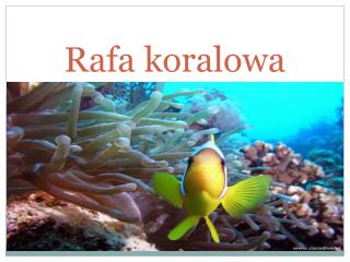 Rafa koralowa