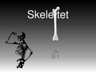Skelettet