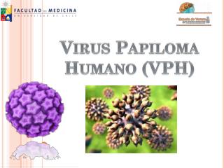 Virus Papiloma Humano (VPH)