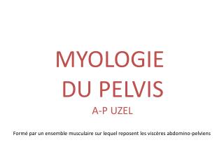 MYOLOGIE DU PELVIS A-P UZEL