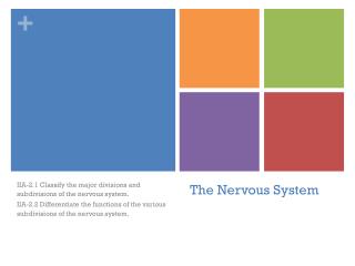 The Nervous System