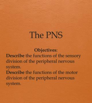 The PNS