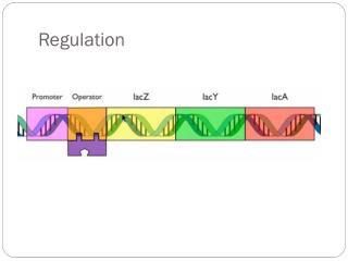 Regulation