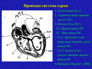 Провідна система серця