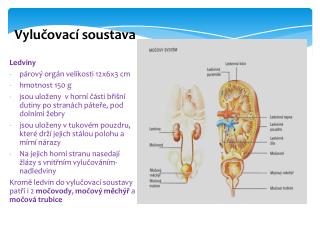 Vylučovací soustava