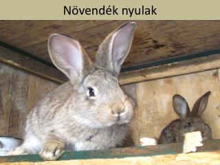 Növendék nyulak