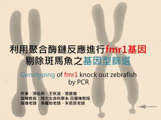 利用聚合酶鏈反應進行 fmr1 基因 剔除斑馬魚 之 基因型 篩選