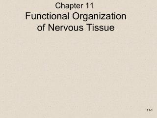 Functional Organization of Nervous Tissue