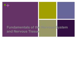 Fundamentals of the Nervous System and Nervous Tissue