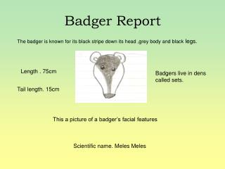 Badger Report