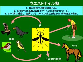 ウエストナイル熱