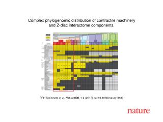 PRH Steinmetz et al. Nature 000 , 1-4 (2012) doi:10.1038/nature 11180
