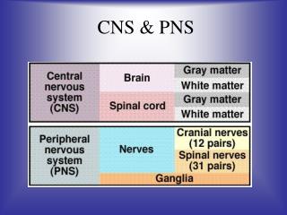 CNS &amp; PNS