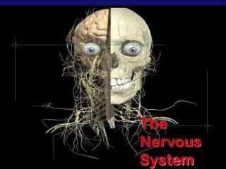 The Nervous System