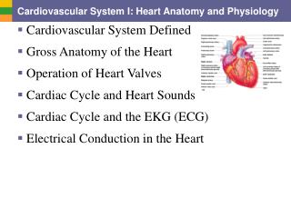 Cardiovascular System I: Heart Anatomy and Physiology