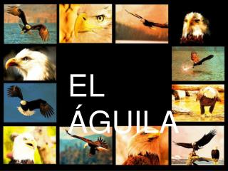 EL ÁGUILA