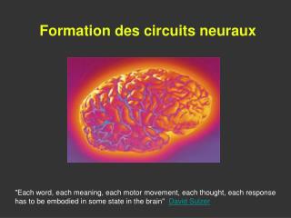 Formation des circuits neuraux