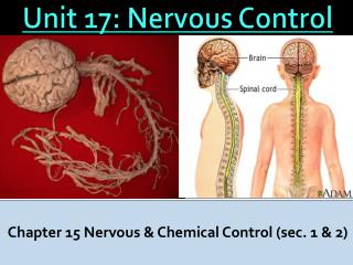 Unit 17: Nervous Control