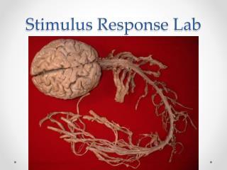 Stimulus Response Lab