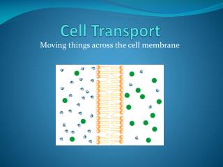 Cell Transport