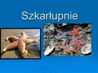 Szkarłupnie