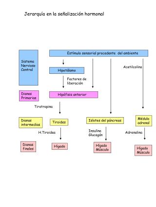 Estímulo sensorial procedente del ambiente