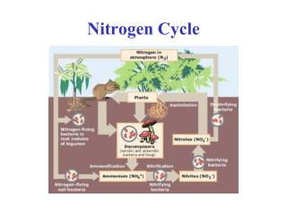 Nitrogen Cycle