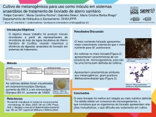 As colônias obtidas foram visualizadas em estereomicroscópio Olympus,