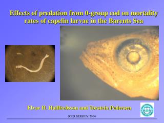 Effects of predation from 0-group cod on mortality rates of capelin larvae in the Barents Sea