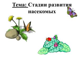 Тема: Стадии развития насекомых