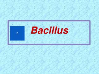 Bacillus