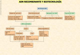 ADN RECOMBINANTE Y BIOTECNOLOGÍA