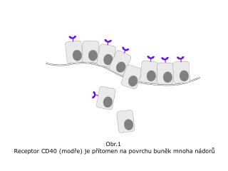 Obr.1 Receptor CD40 (modře) je přítomen na povrchu buněk mnoha nádorů