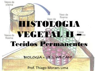 HISTOLOGIA VEGETAL II – Tecidos Permanentes