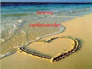 Sistema cardiovascular