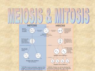 MEIOSIS &amp; MITOSIS