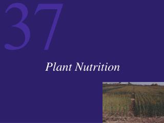 Plant Nutrition