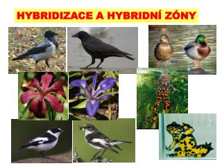 HYBRIDIZACE A HYBRIDN Í ZÓNY