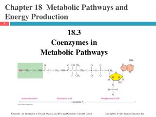 Chapter 18 Metabolic Pathways and Energy Production