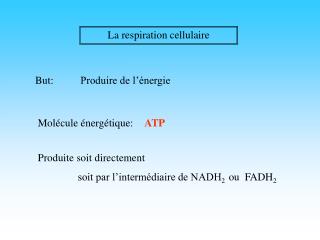La respiration cellulaire
