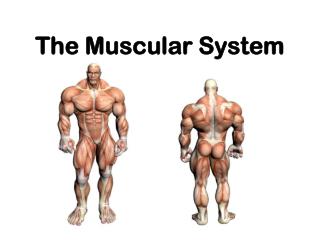 The Muscular System