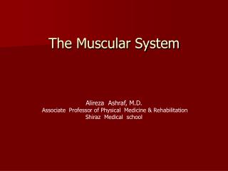 The Muscular System
