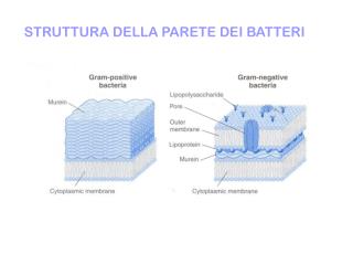 STRUTTURA DELLA PARETE DEI BATTERI