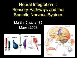 Neural Integration I: Sensory Pathways and the Somatic Nervous System