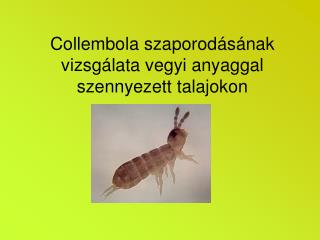 Collembola szaporodásának vizsgálata vegyi anyaggal szennyezett talajokon