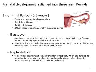 Prenatal development is divided into three main Periods 1) germinal Period (0-2 weeks)
