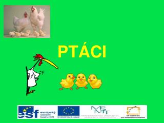 PTÁCI