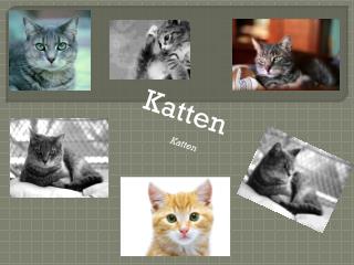 Katten