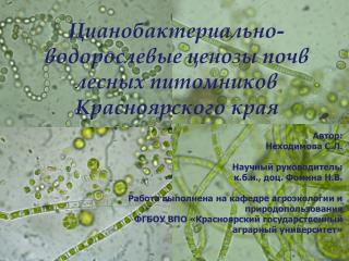 Цианобактериально -водорослевые ценозы почв лесных питомников Красноярского края