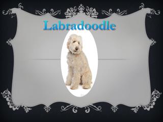 Labradoodle